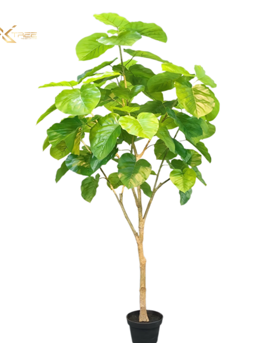 Cây Ficus cordata