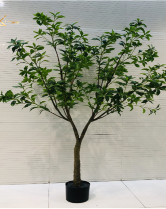 Cây Osmanthus