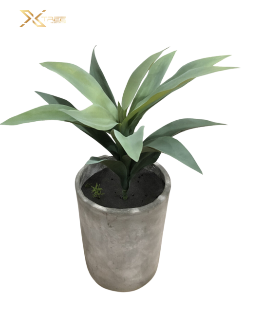 Chậu dứa Dracaena